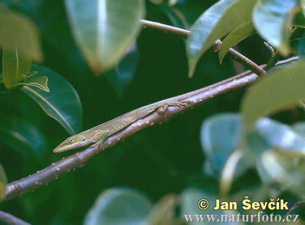 anolis-vepri-1