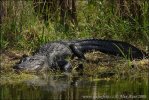 nahled-aligator-americky-img_9659mw.jpg