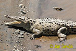 nahled-krokodyl-americky--crocodylus-acutus-6.jpg