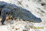 nahled-krokodyl-bahenni--crocodylus-palustris-3.jpg