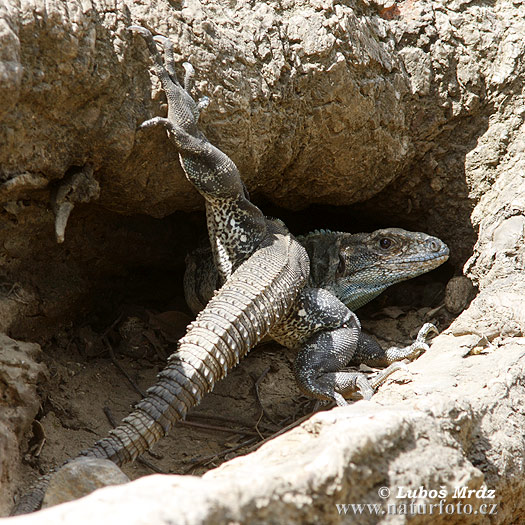 leguan-cerny-2