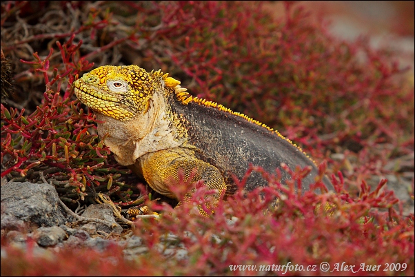 leguan-galapazsky-3