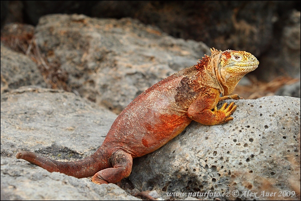 leguan-galapazsky-1