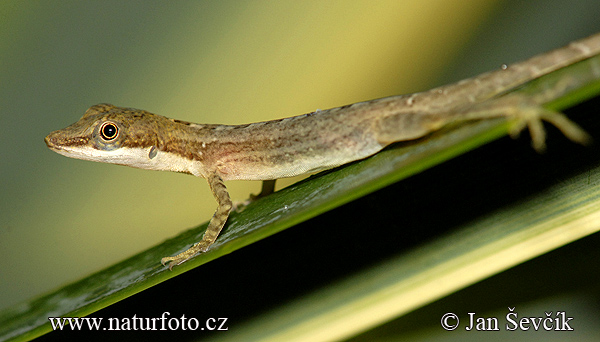 leguanek-anolis-limnifrons-1