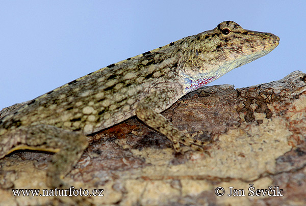 leguanek-anolis pentaprion-1