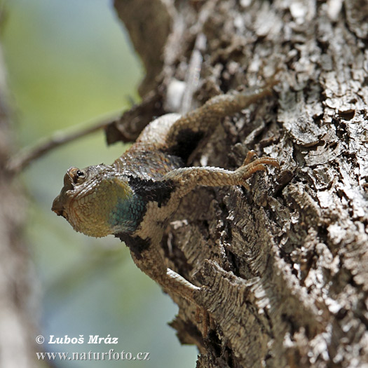 leguanek-Sceloporus magister uniformis-6