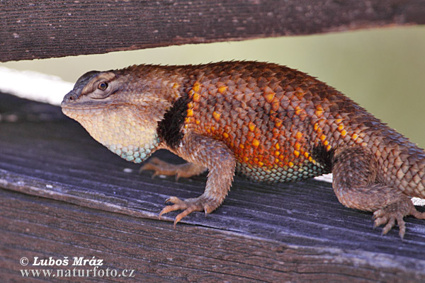 leguanek-Sceloporus magister uniformis-1