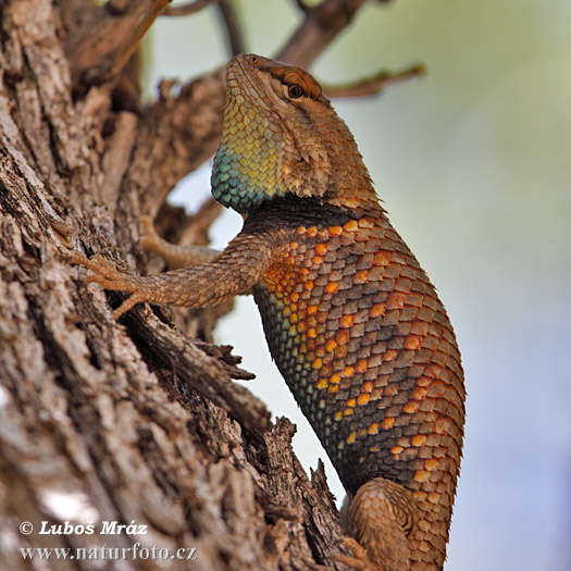 leguanek-Sceloporus magister uniformis-2