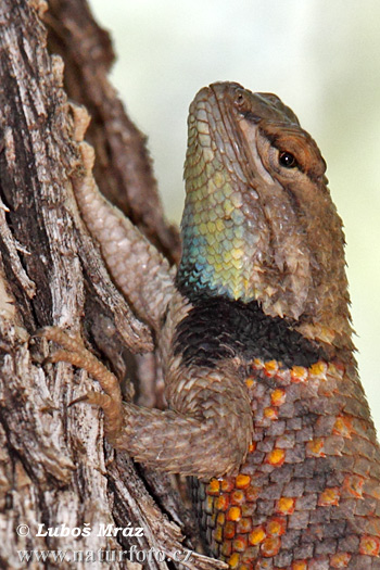 leguanek-Sceloporus magister uniformis-3