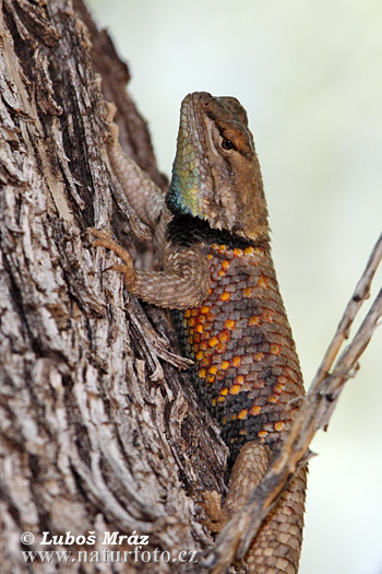 leguanek-Sceloporus magister uniformis-4