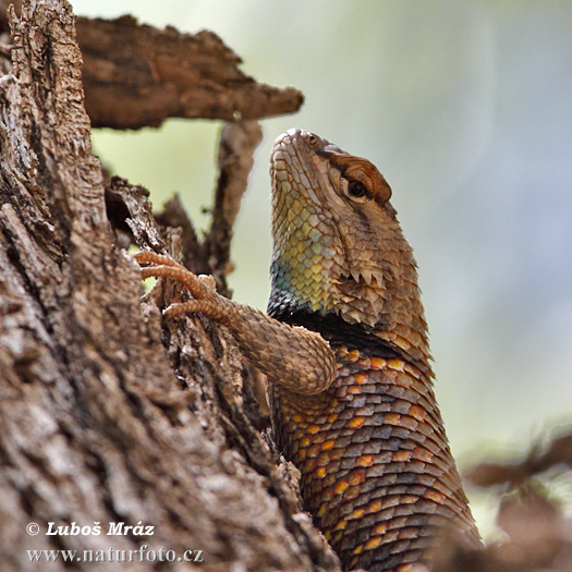 leguanek-Sceloporus magister uniformis-5