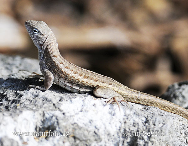 leguanek-Leiocephalus schreibersii -1