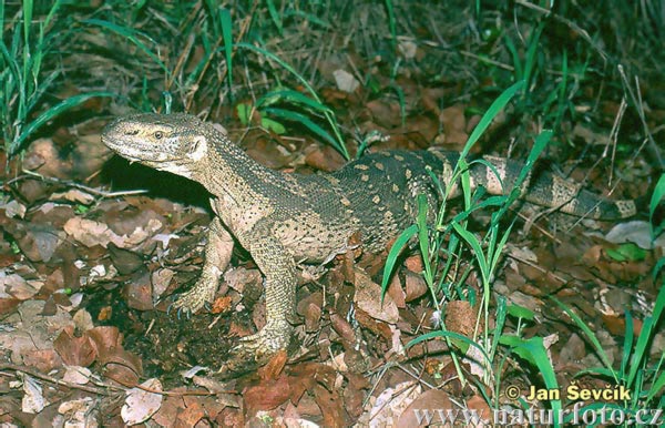 varan--varanus-albigulais-1