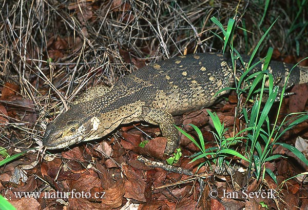 varan--varanus-albigulais-2