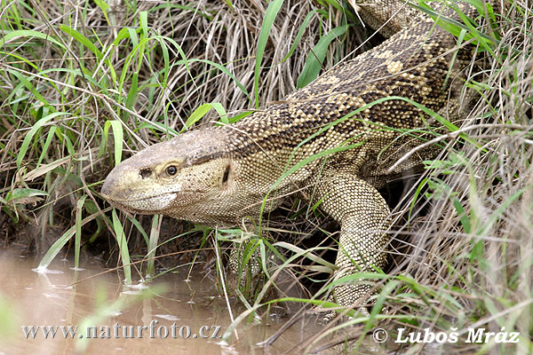 varan--varanus-albigulais-3