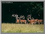 nahled-jelen-lesni-2637.jpg