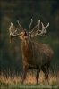 nahled-jelen-lesni-img_9714mw.jpg