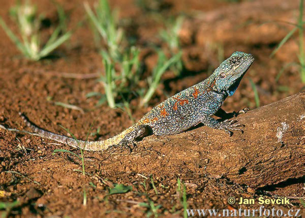 agama-modrá-1