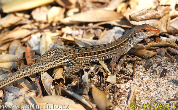 ameiva-1