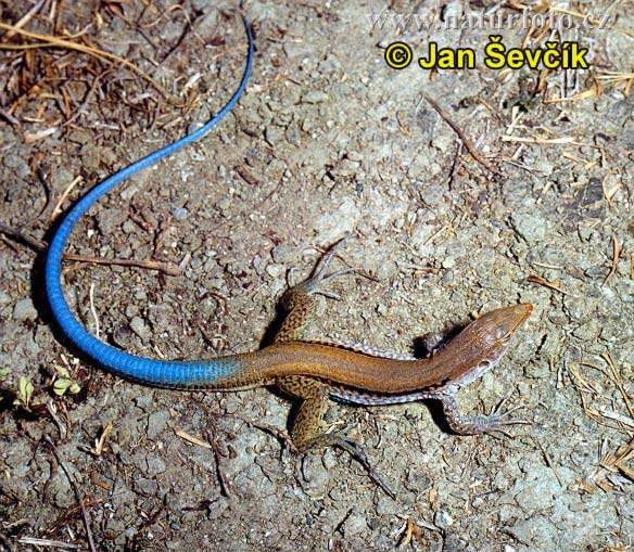 ameiva-auberova-1