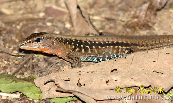 ameiva-stredoamericka-4