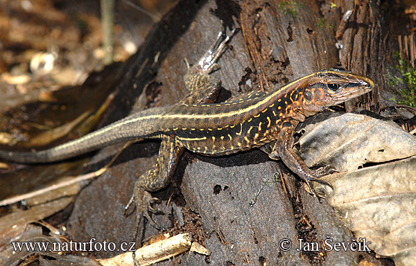 ameiva-stredoamericka-1