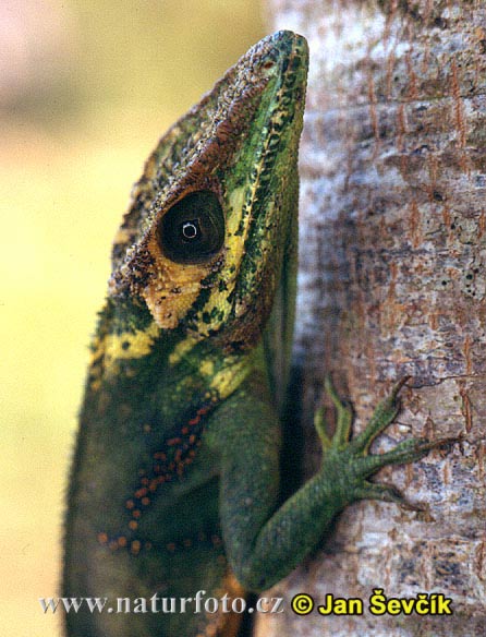 anolis-barakojsky-1