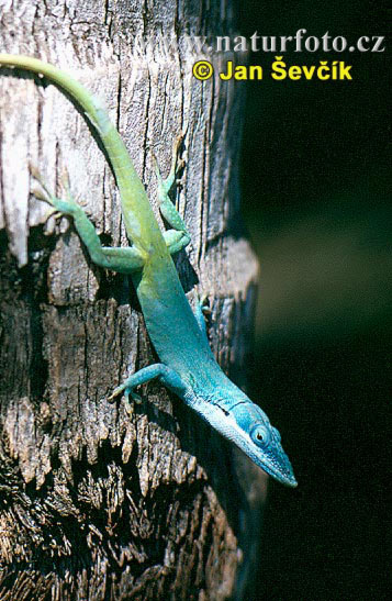 anolis-modry-1