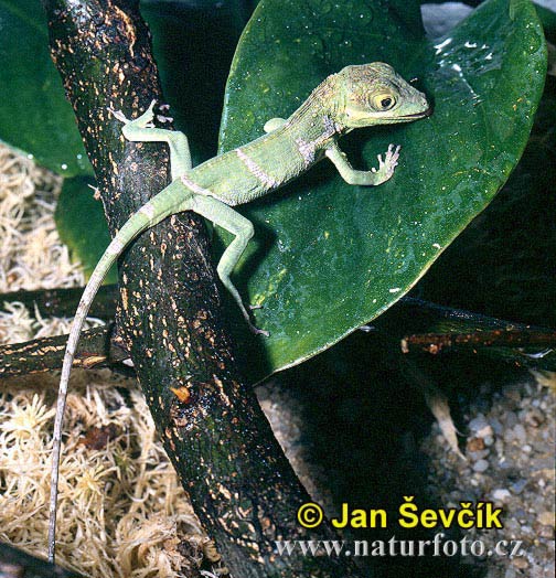 anolis-rytirsky-2