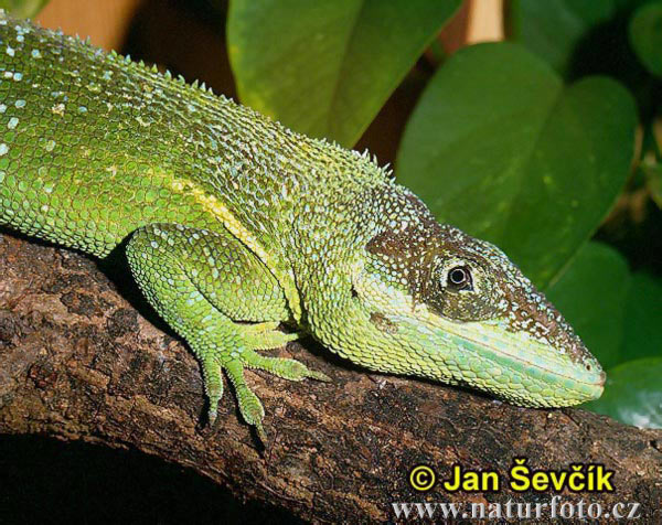 anolis-rytirsky-1