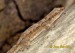 gekon--hemidactylus-leschenaulti-2