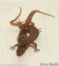 gekon--hemidactylus-frenatus-1