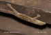 gekon-Hemidactylus platycephalus-1