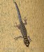 gekon-Lygodactylus picturatus-2