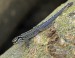 gekon-Lygodactylus picturatus-1