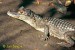 nahled-kajman-brylovy--caiman-crocodylus-2.jpg